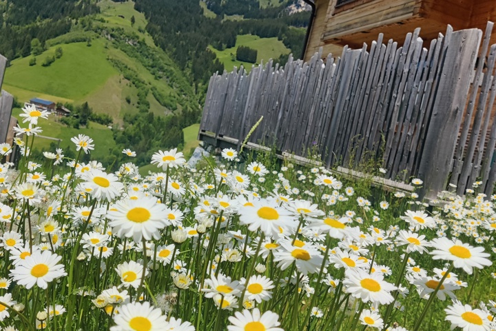 Lovely wood house in the middle of the alps. - 7