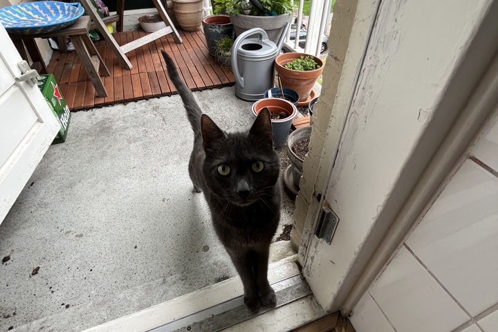 Jelle's home (shared with cat) - 4