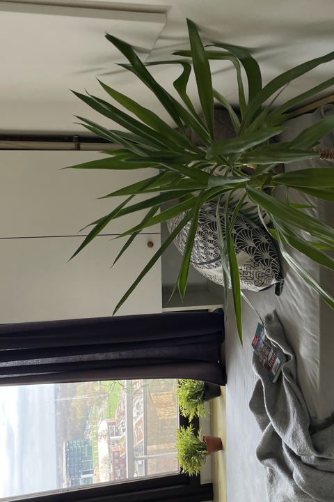 Sunshine morning - 10