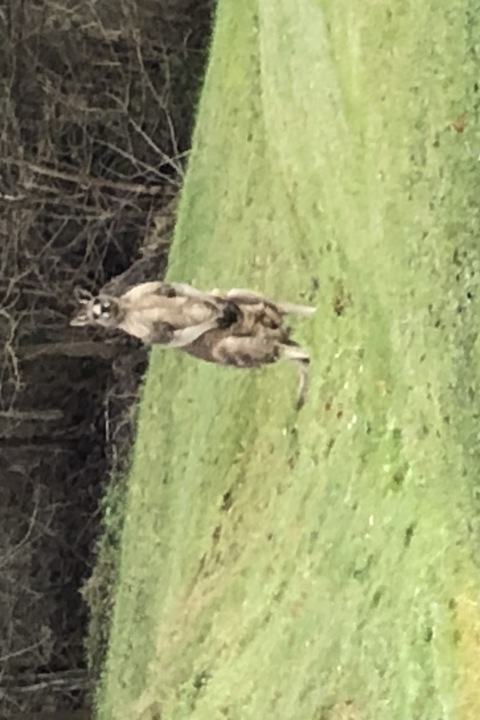 Lauriston Riverhouse - 20