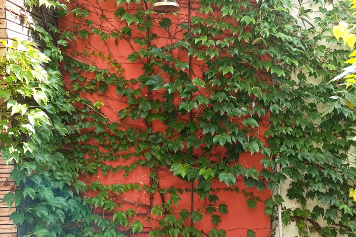 Little jungle in Gent - 15