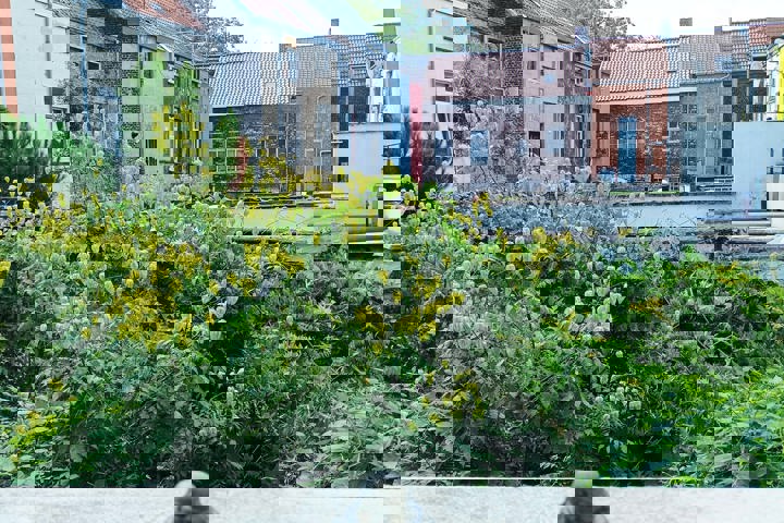 Little jungle in Gent - 4