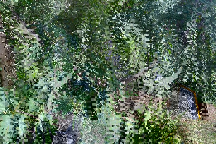 The Barefoot Haven III - 14