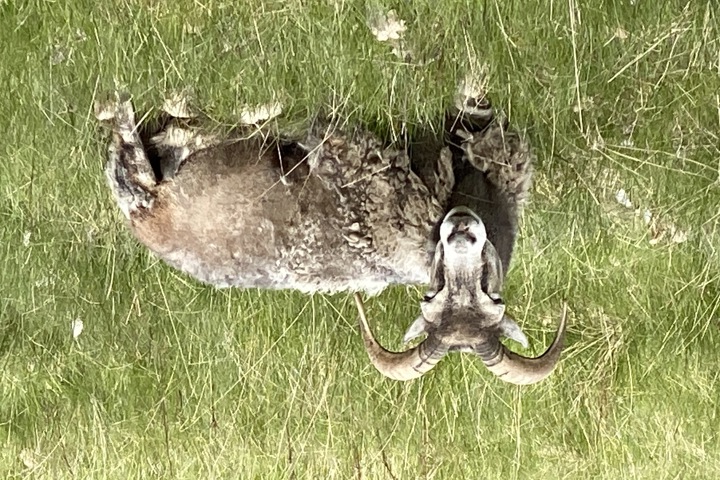 Terraced house in Swedish archepelago by the sea - 17