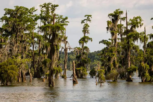 Home Swap Louisiana - Music, Marshes, and Meals That Linger