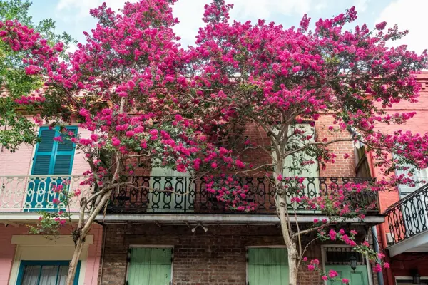 Home Swap New Orleans - Everyday Life in the Big Easy