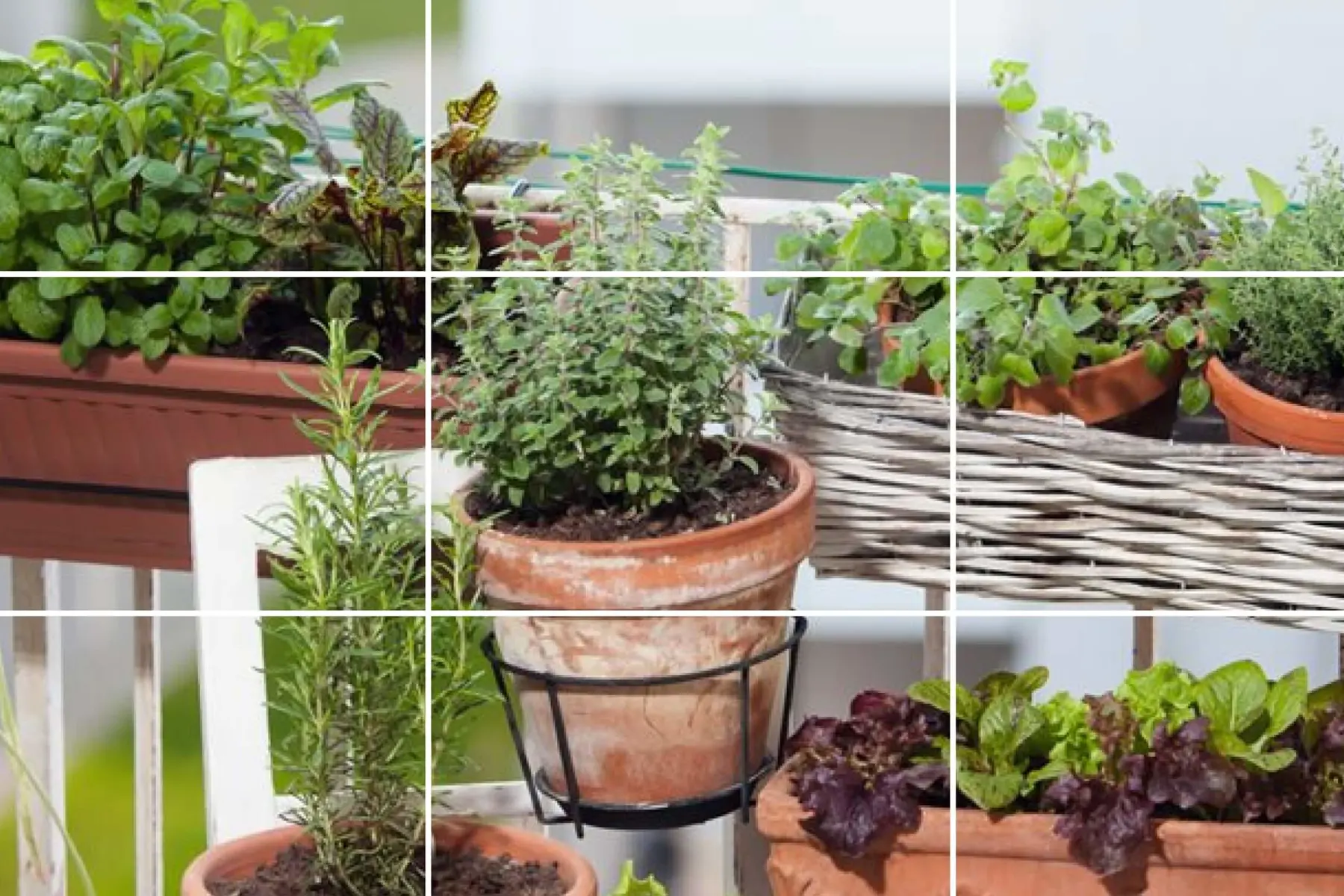 how to take great photos of your home in the garden