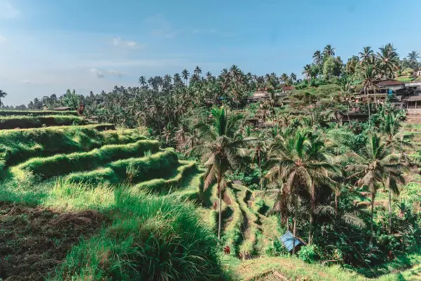 Home Swap Ubud - Best Time to Visit Ubud for a Workation